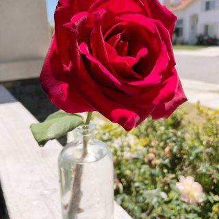 玫瑰🌹的灿烂
