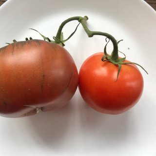 八月底播种番茄晚不晚？...