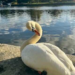 🌸【伦敦海德公园】｜春日唤醒🌿邂逅可爱的...