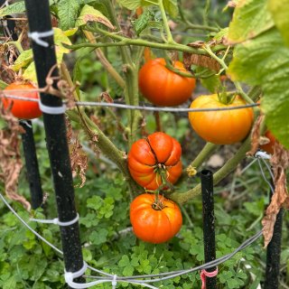 番茄🍅收成时