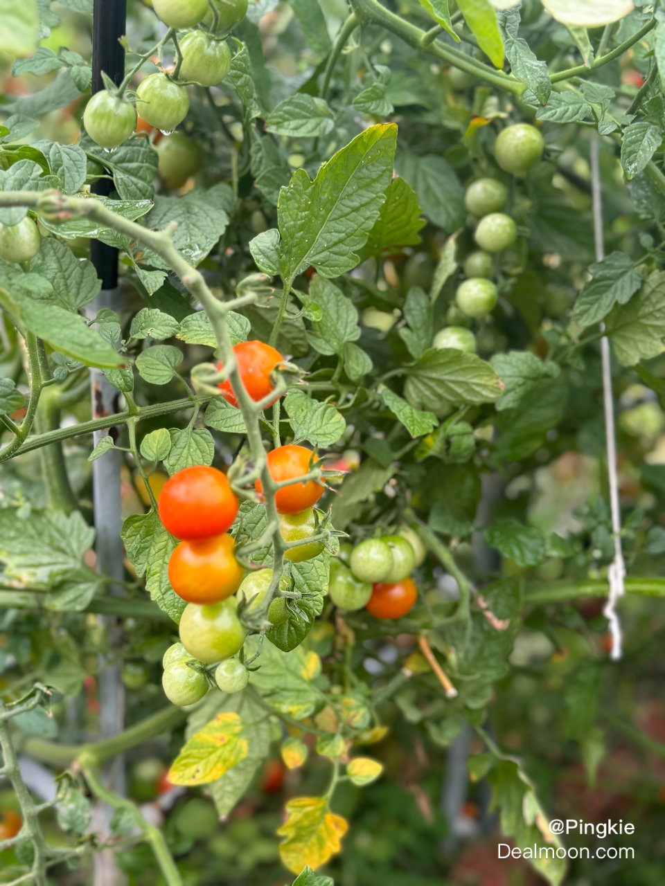 番茄🍅收成时