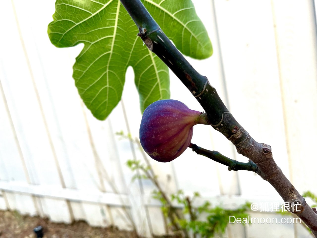 性の表徴　無花果 Oro Rosato Fig (オロ ロサト イチジク)の特徴・味・耐寒性