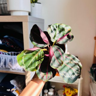 彩虹竹芋 Calathea🪴...