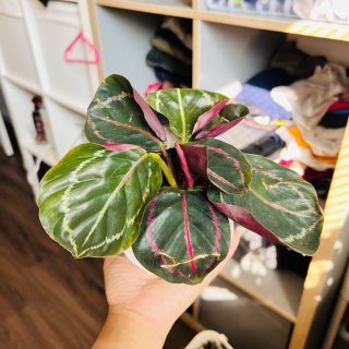 彩虹竹芋 Calathea🪴...