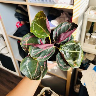 彩虹竹芋 Calathea🪴...