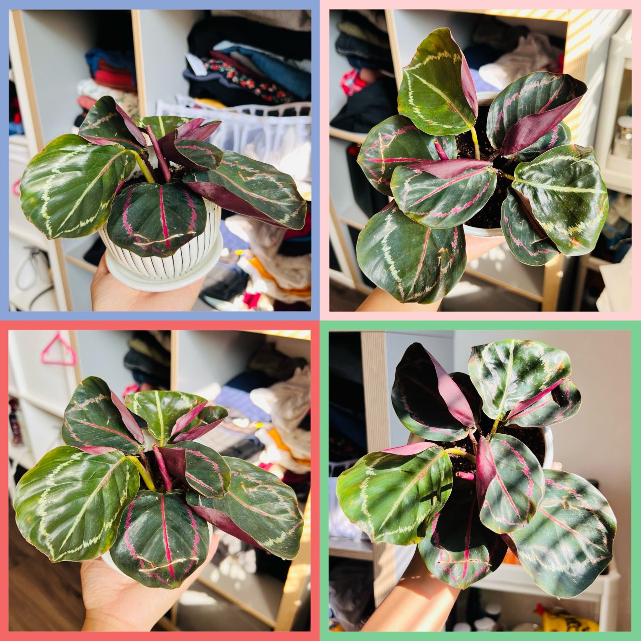 彩虹竹芋 Calathea🪴...