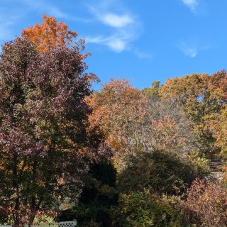 房前屋后，处处秋色🍂！...