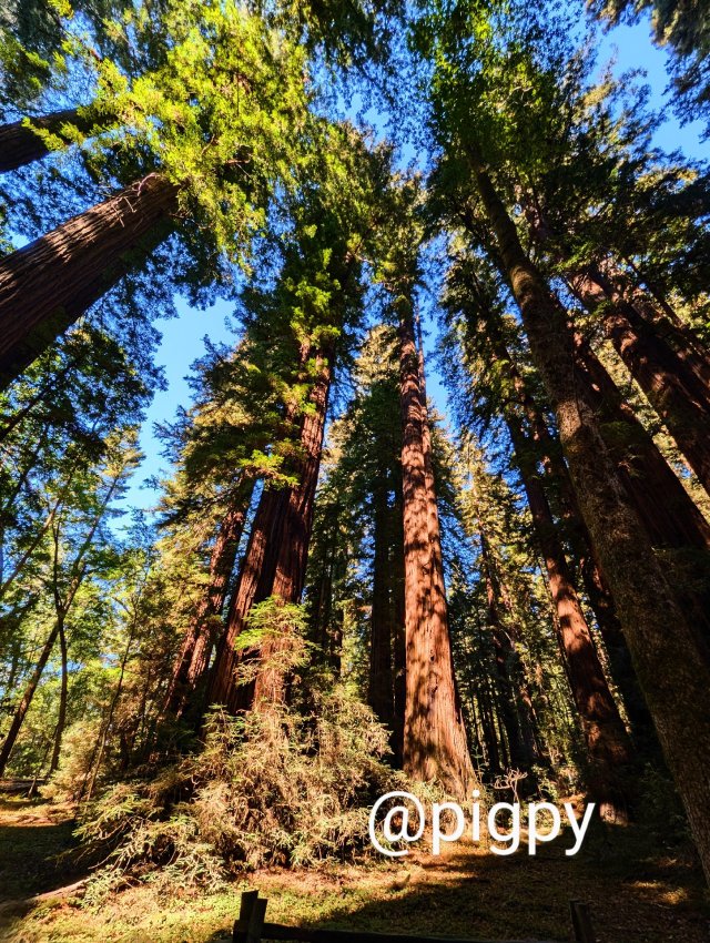 秋假Santa Cruz短途旅行，...