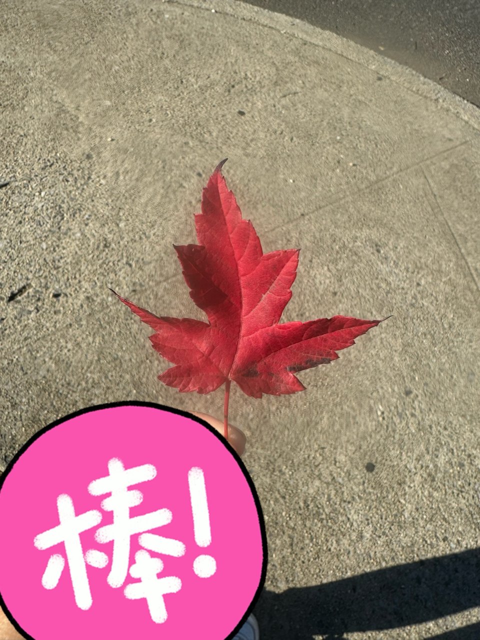 秋叶🍁