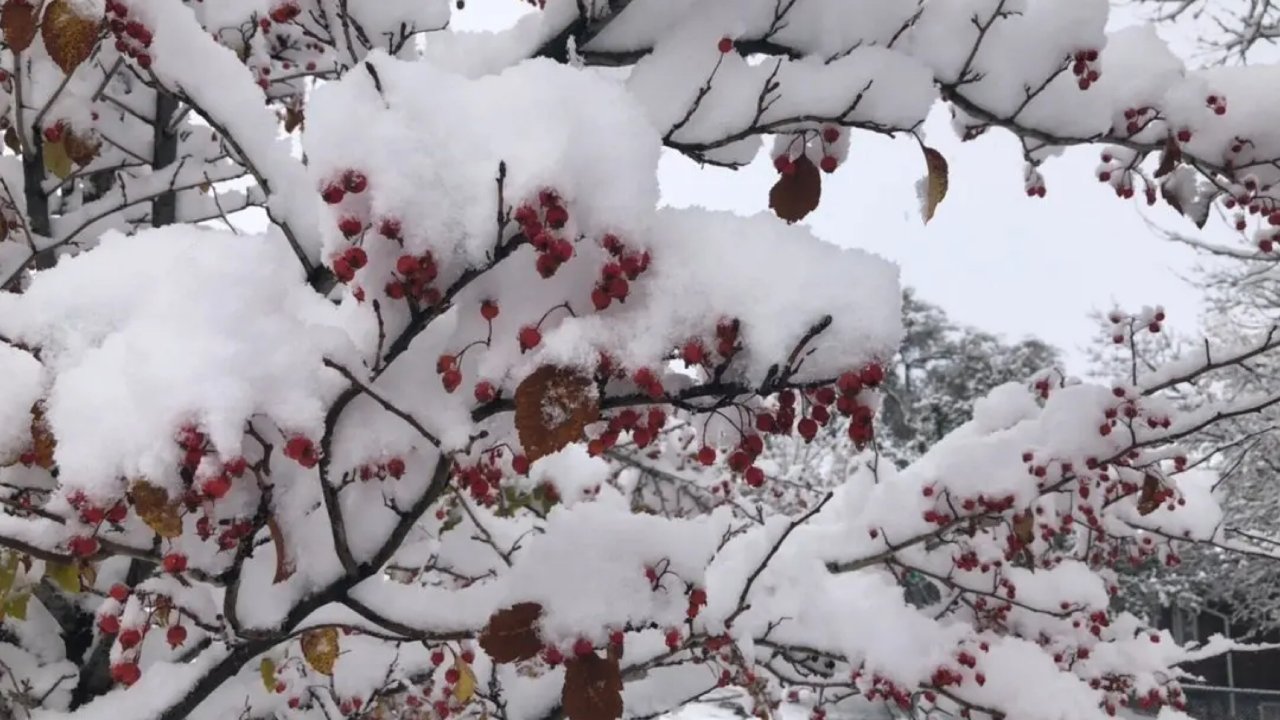 秋冬之交 雪顶含翠