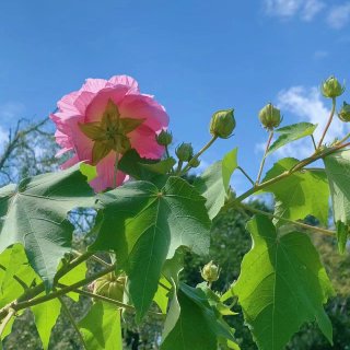 芙蓉花开，美丽依在...