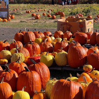 🎃🎃🎃2024南瓜农场🐔鲜艳就显眼🎃🎃🎃...