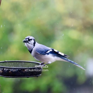 Blue Jay 原来你也吃瓜子的呀...