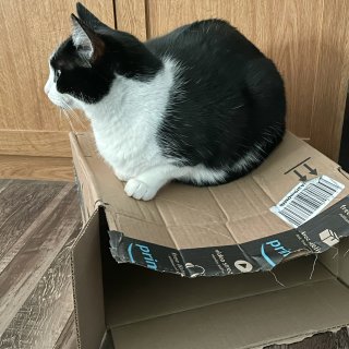 箱子📦里会长猫...