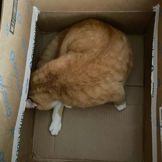 箱子📦里会长猫...