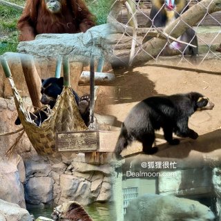 【San Diego Zoo】一日游精华...