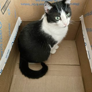 箱子📦里会长猫...