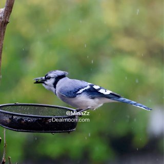 Blue Jay 原来你也吃瓜子的呀...