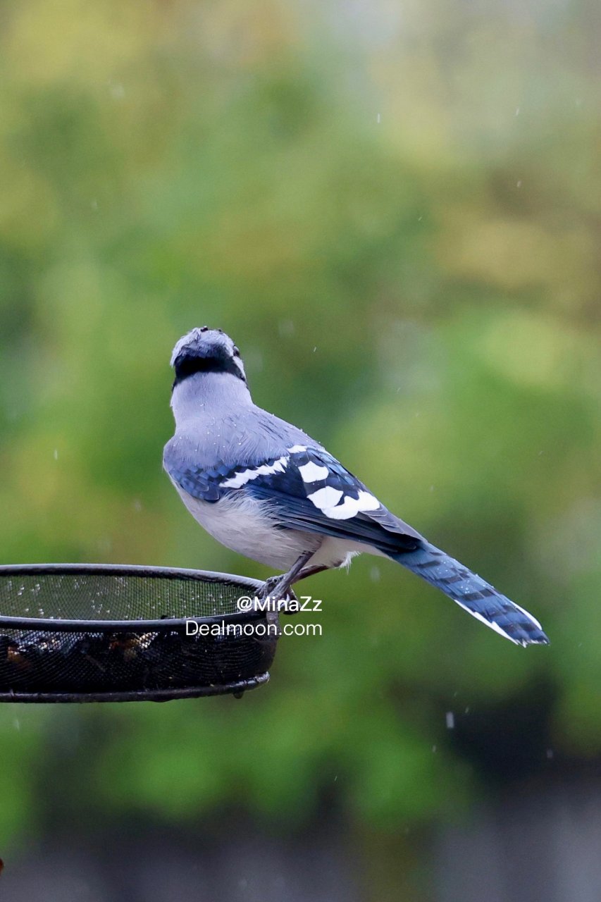 Blue Jay 原来你也吃瓜子的呀...