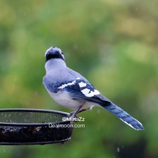 Blue Jay 原来你也吃瓜子的呀...