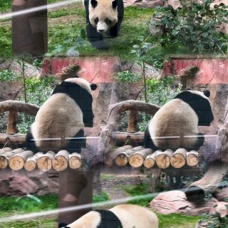 【San Diego Zoo】一日游精华...