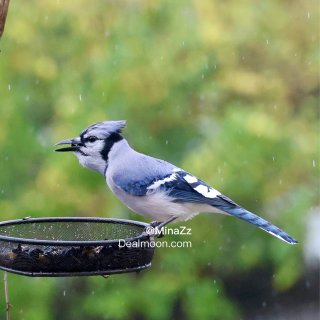 Blue Jay 原来你也吃瓜子的呀...