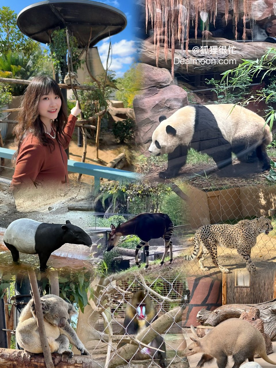 【San Diego Zoo】一日游精华...