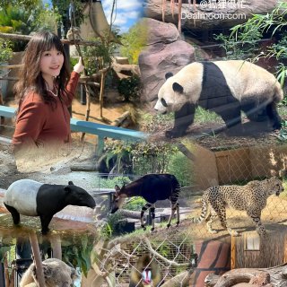 【San Diego Zoo】一日游精华...