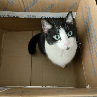 箱子📦里会长猫...