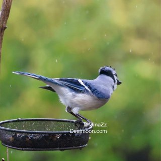 Blue Jay 原来你也吃瓜子的呀...