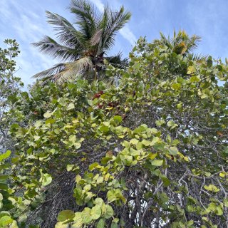 🏖Keywest玩出花探索红树林和活珊瑚...