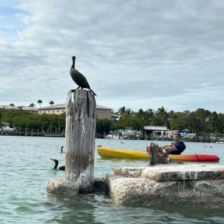 🏖Keywest玩出花探索红树林和活珊瑚...