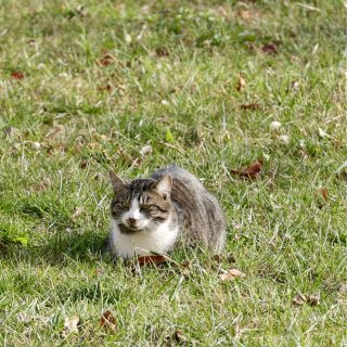 大家会投喂后院出没的猫猫🐱吗？...