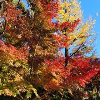 治愈系的秋天@日本...