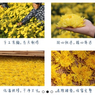 亚米买的金丝皇菊🌼，大朵菊花茶🌼。冲泡出...