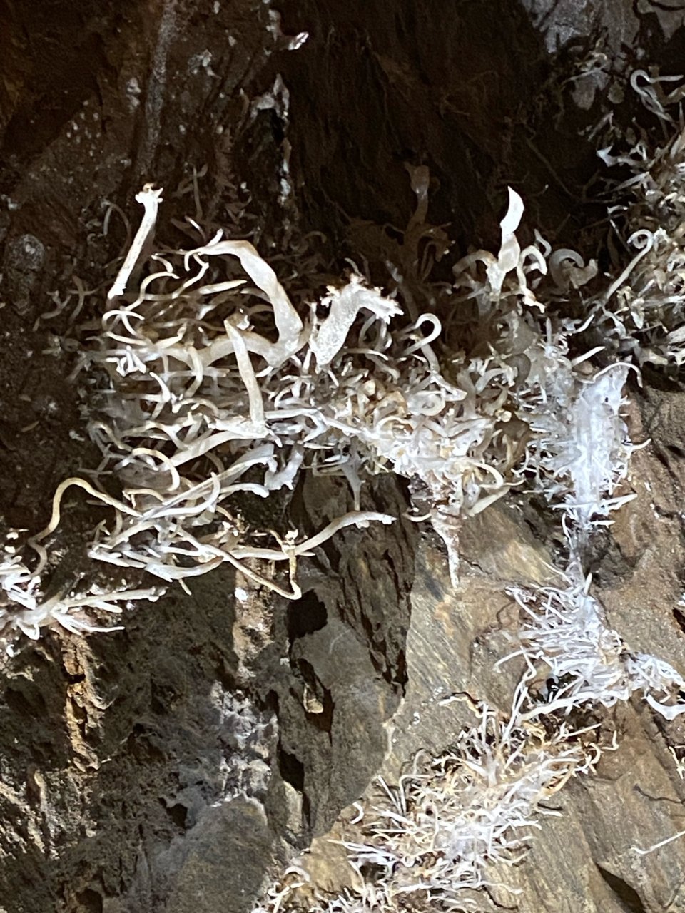 鍾乳石 追溯大自然的鬼斧神工｜SHASTA Caverns | 社区旅行精选