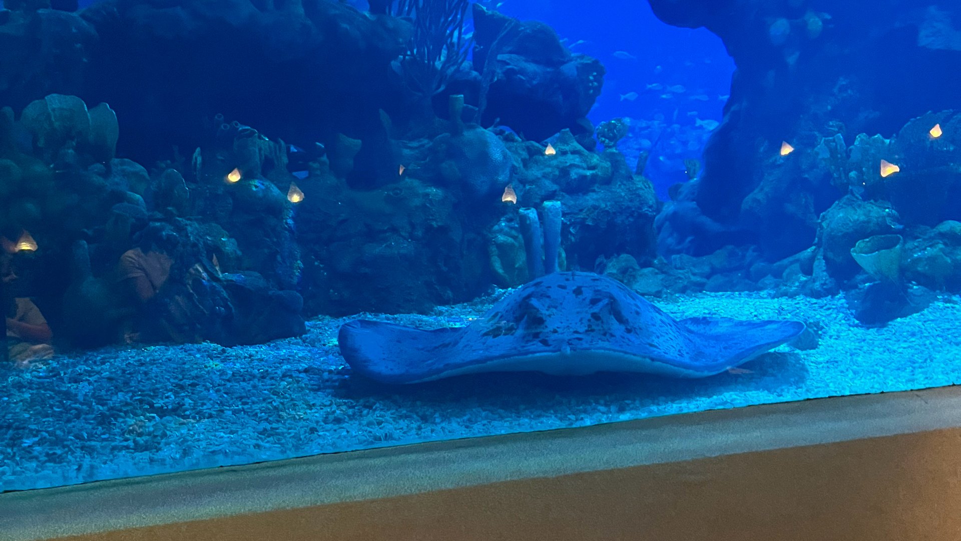2024主题公园餐饮小总结（2）Disney World| Universal Studios Orlando|San Diego Zoo