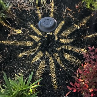 小夜灯 - 点亮绿植🌿一整晚的快乐...