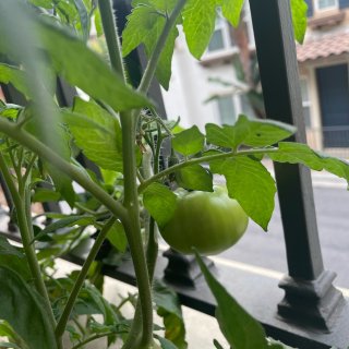 一个番茄🍅的成长过程...