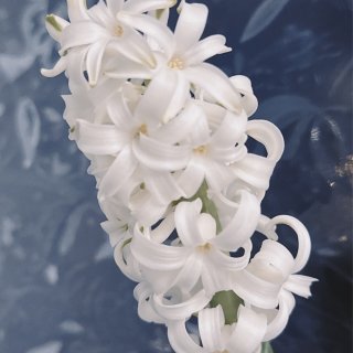 春天花会开
