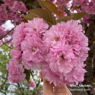 2025 Plog｜櫻花季 · 出門賞晚...