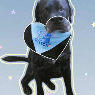 2002-2025 地表最强史迪仔...