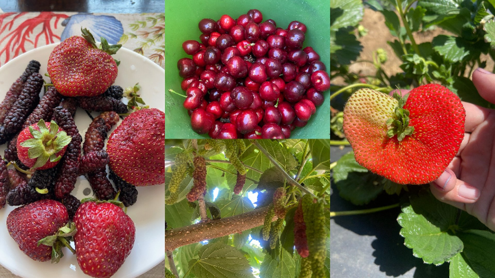 半天跑三个农场 桑葚草莓🍓和樱桃🍒 我全都要