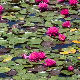 亨廷顿中国园的荷塘...