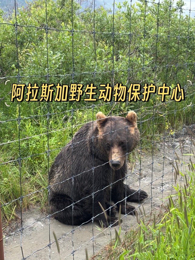 阿拉斯加｜Anchorage周边游...