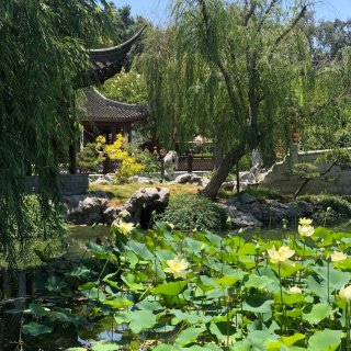亨廷顿中国园的荷塘...