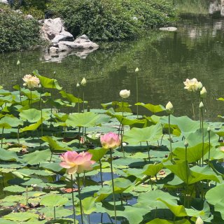 亨廷顿中国园的荷塘...