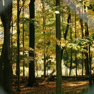 Ithaca|November as i...