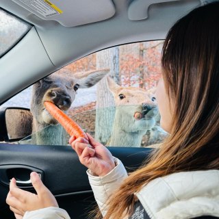 🇨🇦加拿大版小奈良👉体验被鹿包围的快乐...