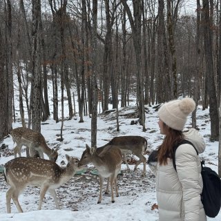 Parc Omega小木屋👉优缺点大盘点...